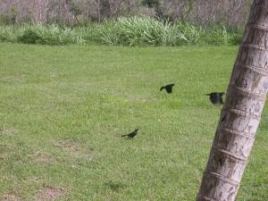 Blackbirds in flight